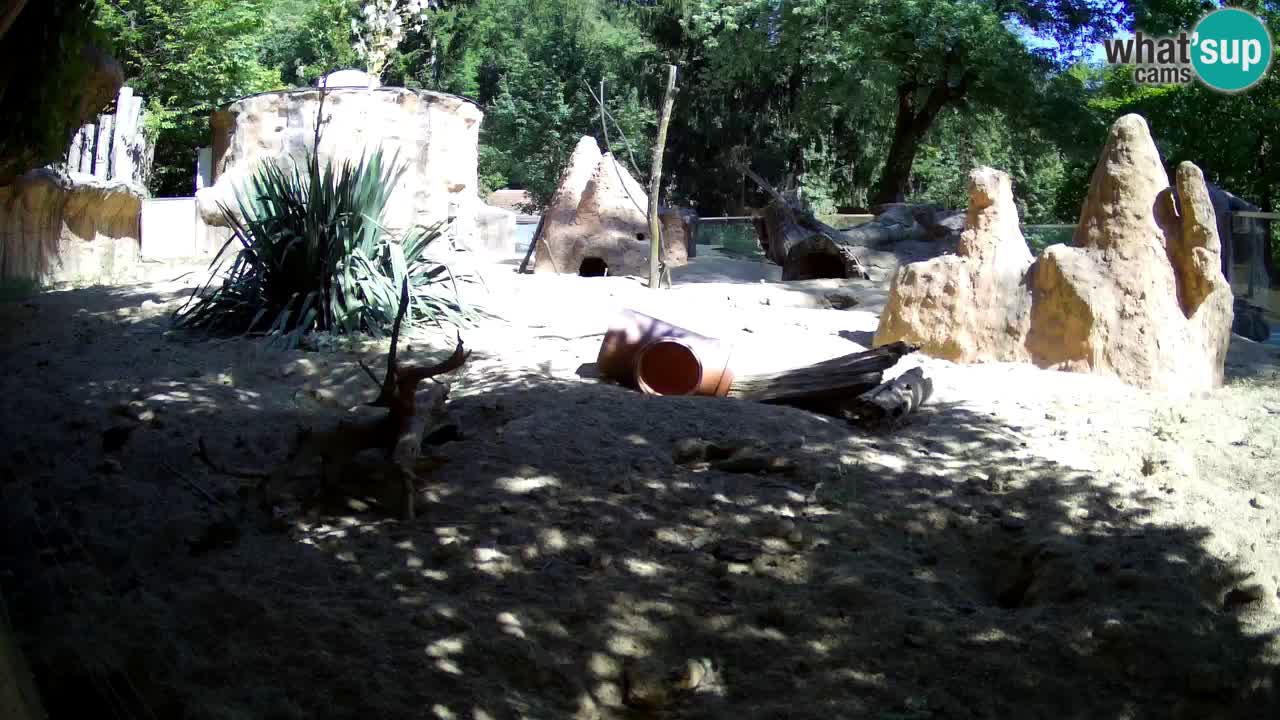 Webcam live Zoo Ljubljana – Suricata