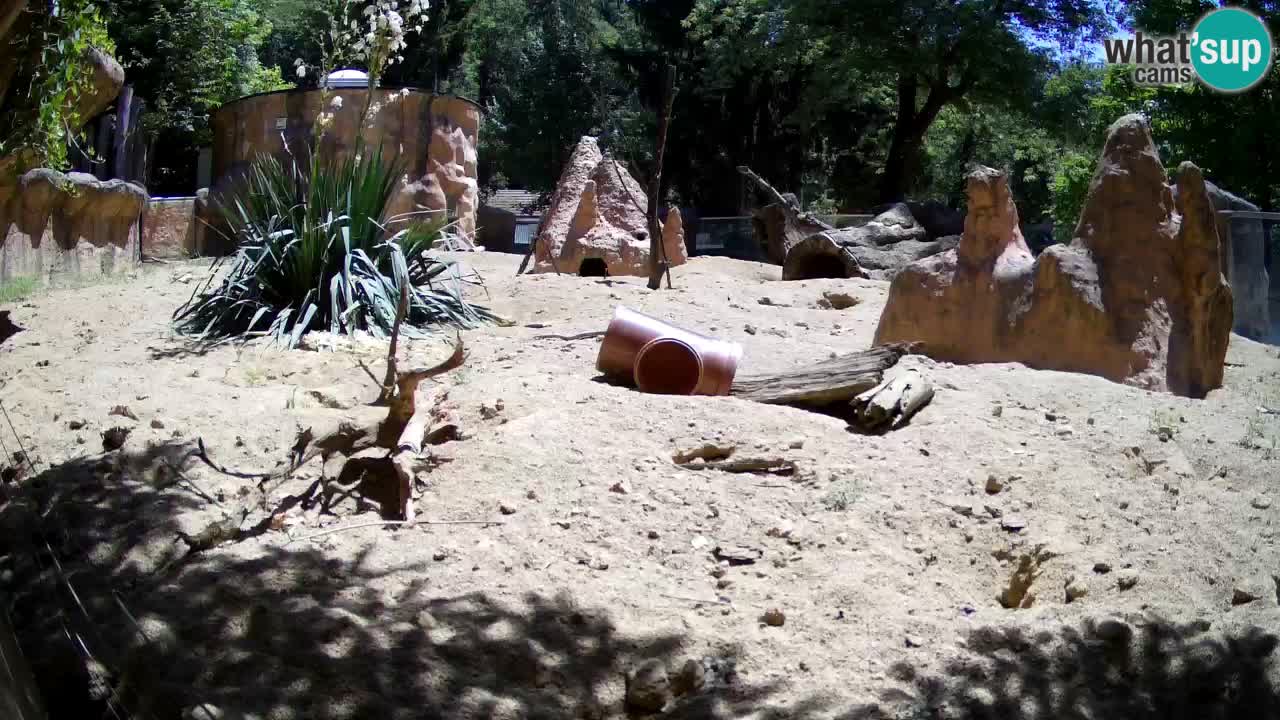 Zoo Ljubljana – Meerkat (Suricata)