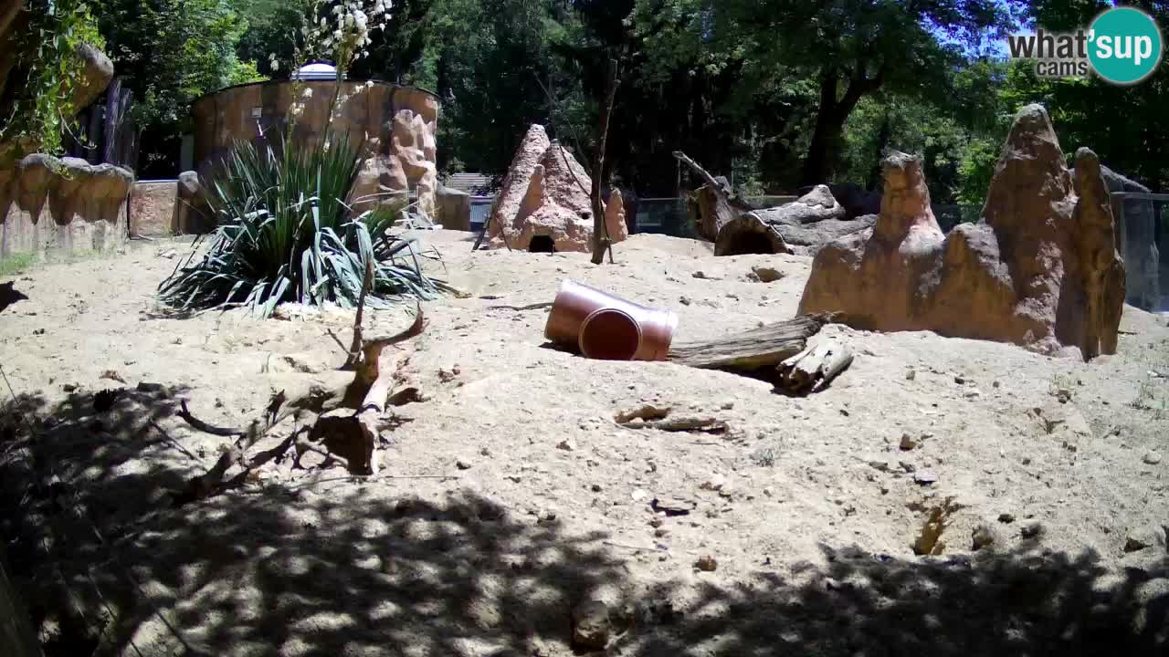 Zoo Ljubljana – Live webcam Meerkat (Suricata)