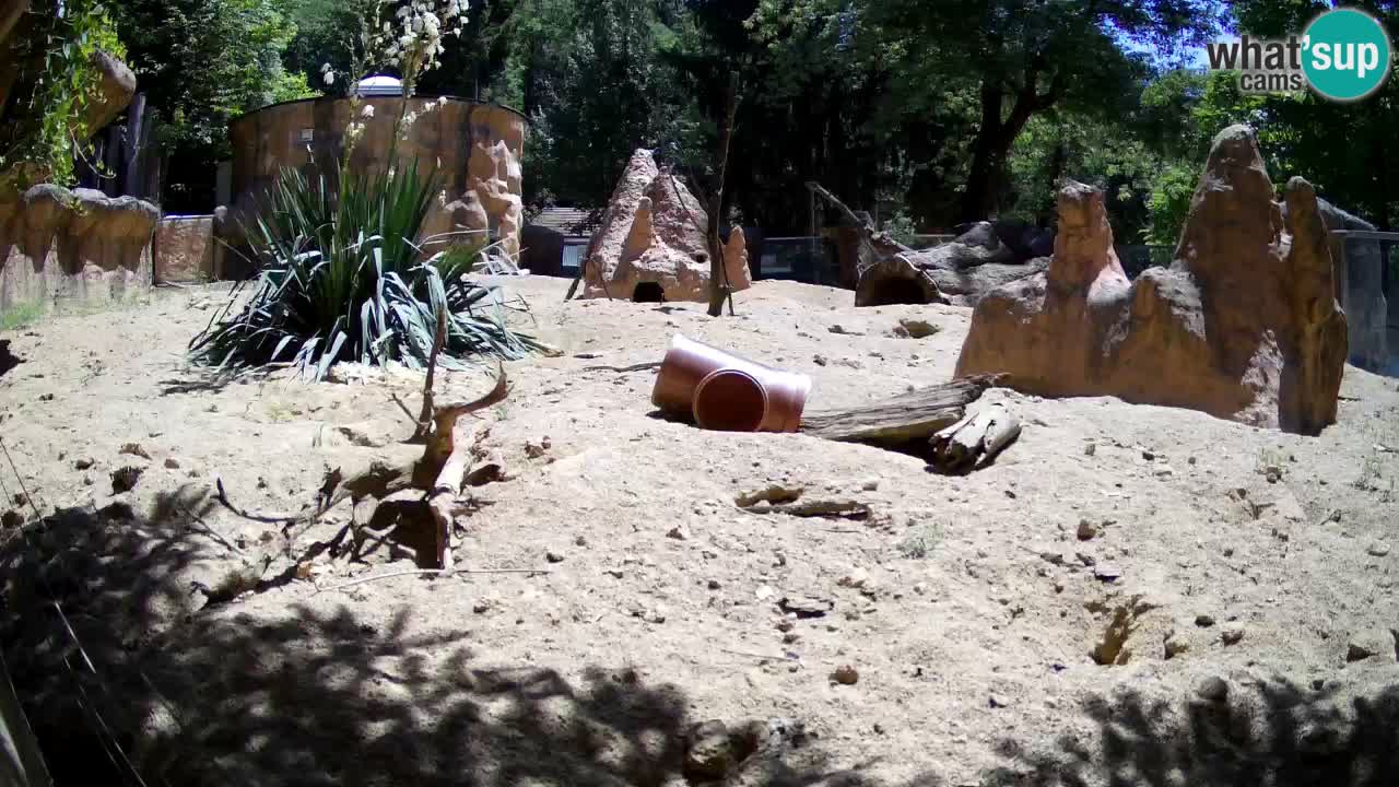 Webcam live Zoo Ljubljana – Suricata