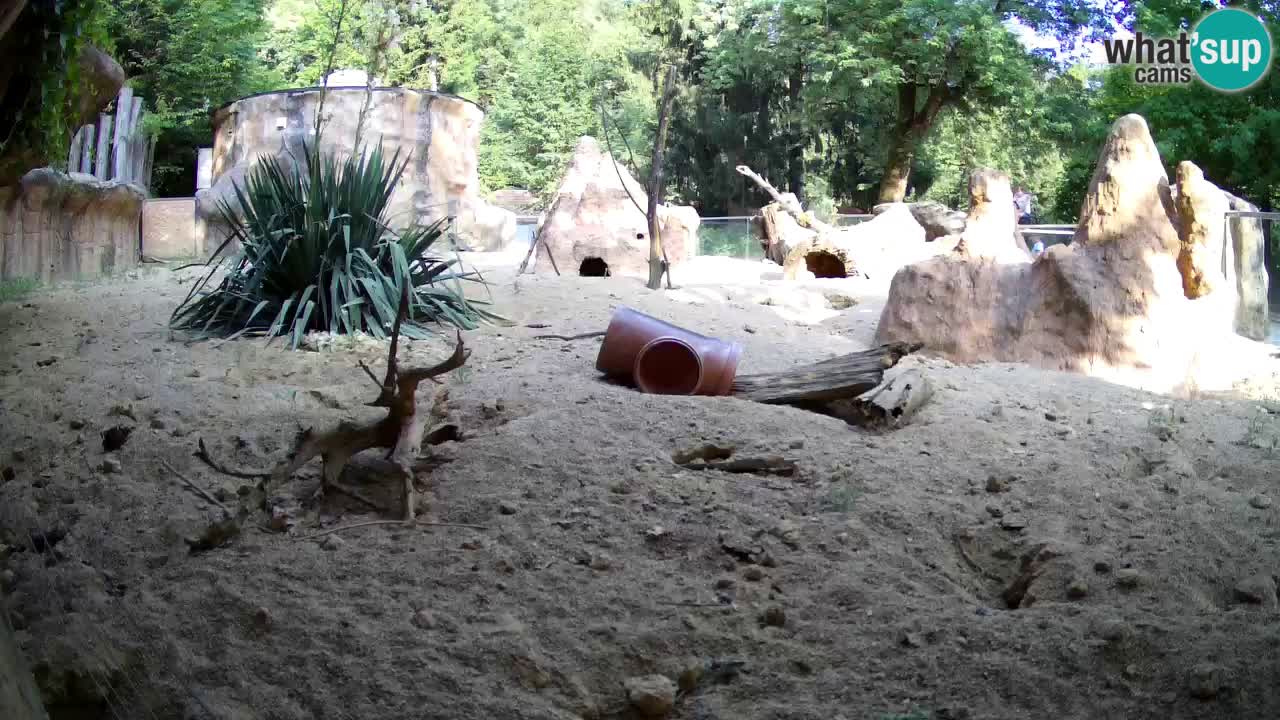 Zoo Ljubljana – Meerkat (Suricata)