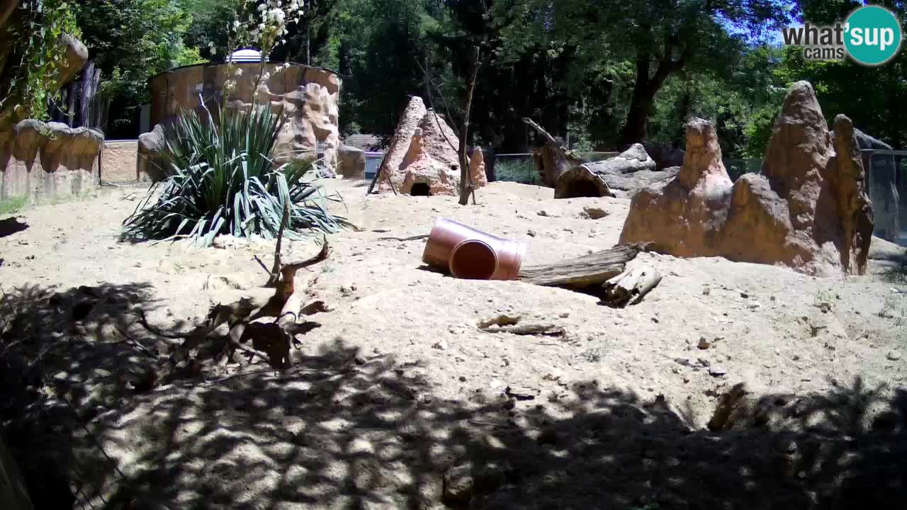 Web kamera Zoo Ljubljana – Merkat