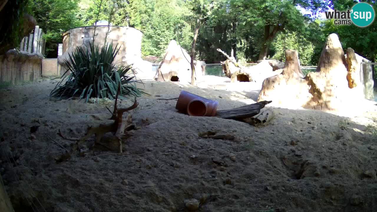 Web kamera Zoo Ljubljana – Merkat