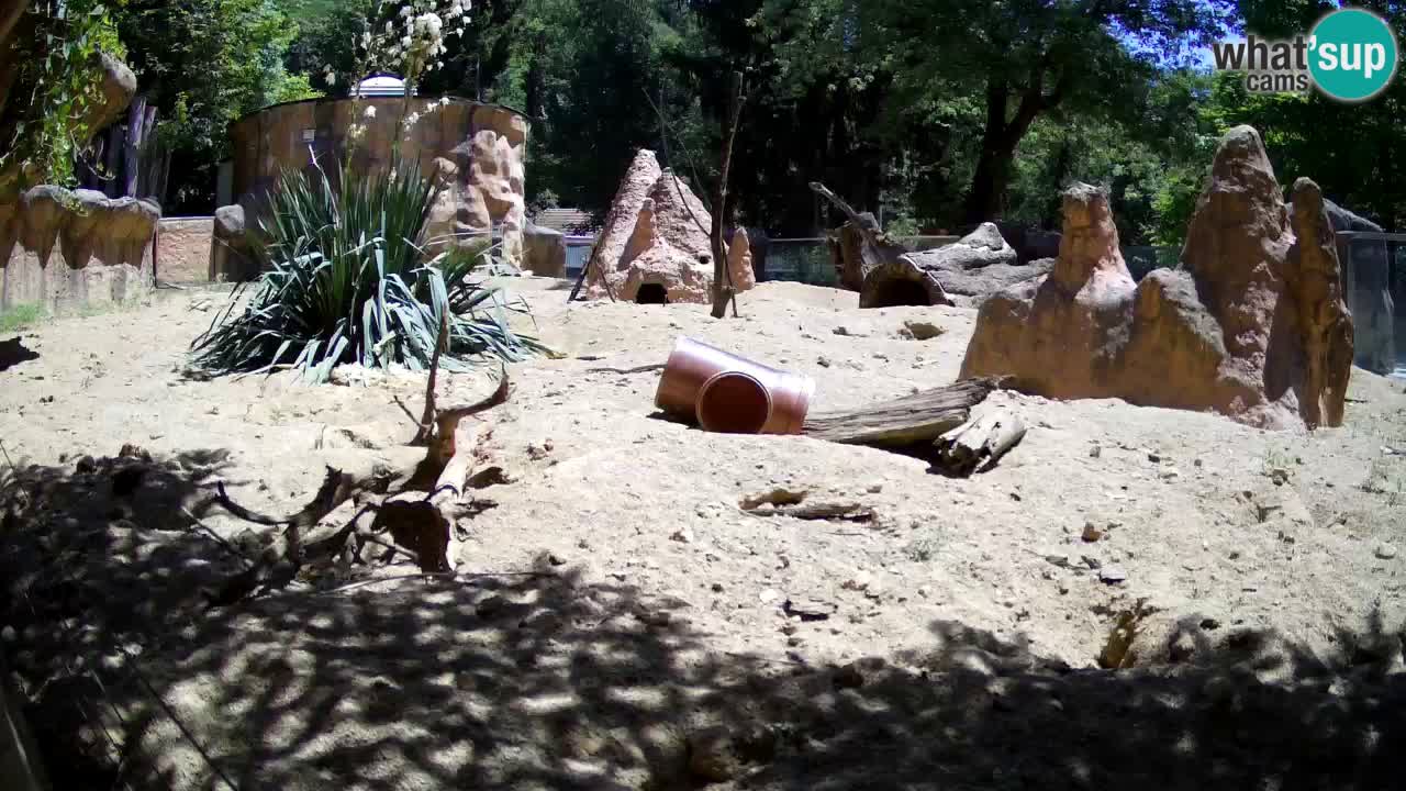 Web kamera Zoo Ljubljana – Merkat