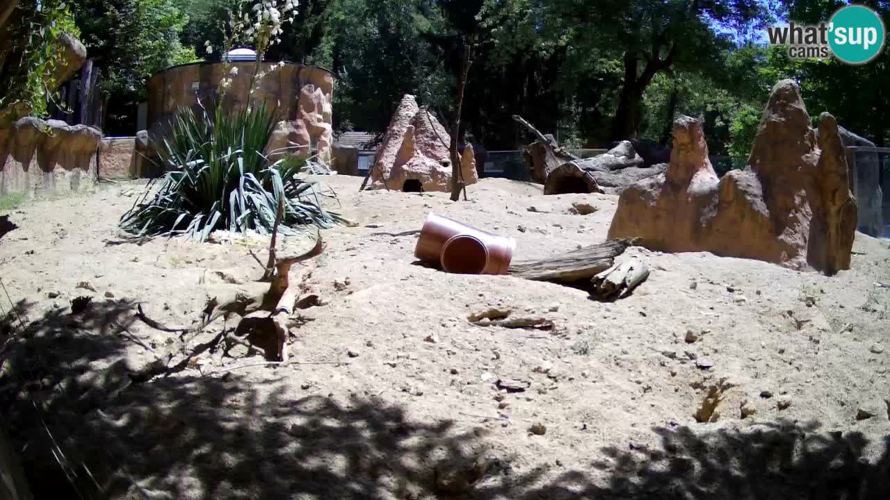 Zoo Ljubljana – Meerkat (Suricata)