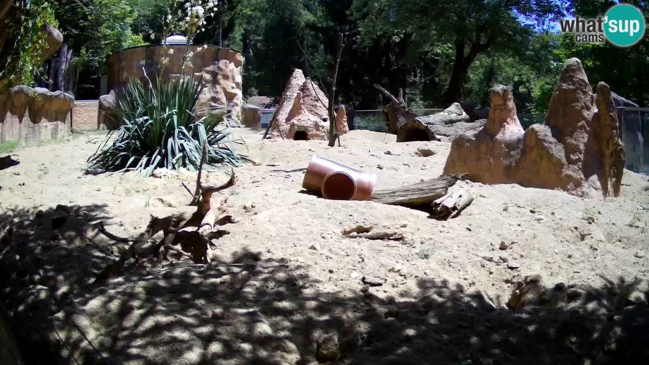 Webcam live Zoo Ljubljana – Suricata