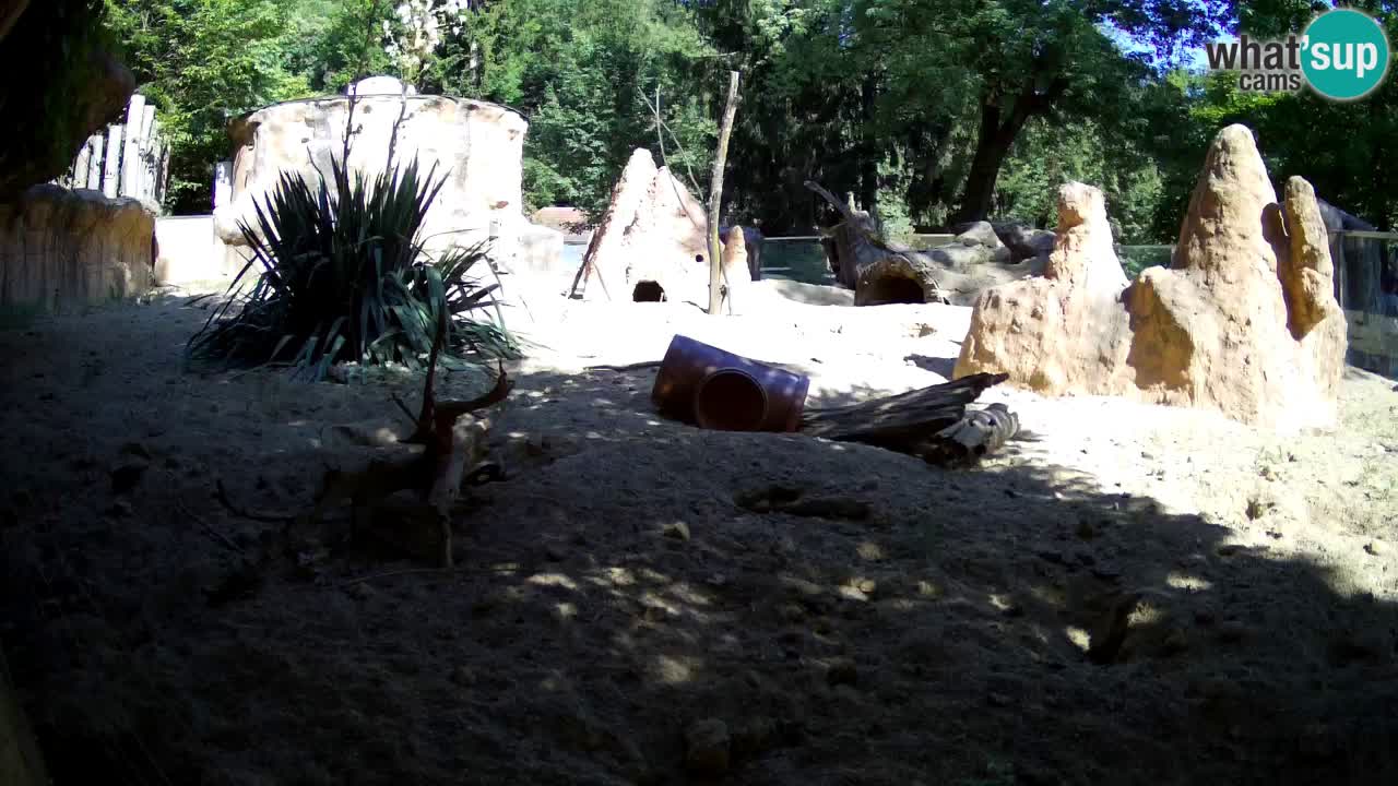 Web kamera Zoo Ljubljana – Merkat