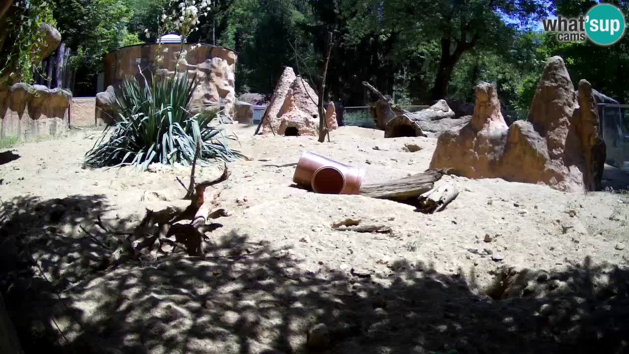 Webcam Zoo Ljubljana – Suricate