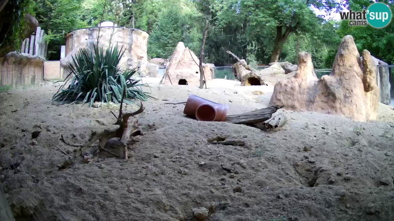 Web kamera Zoo Ljubljana – Merkat