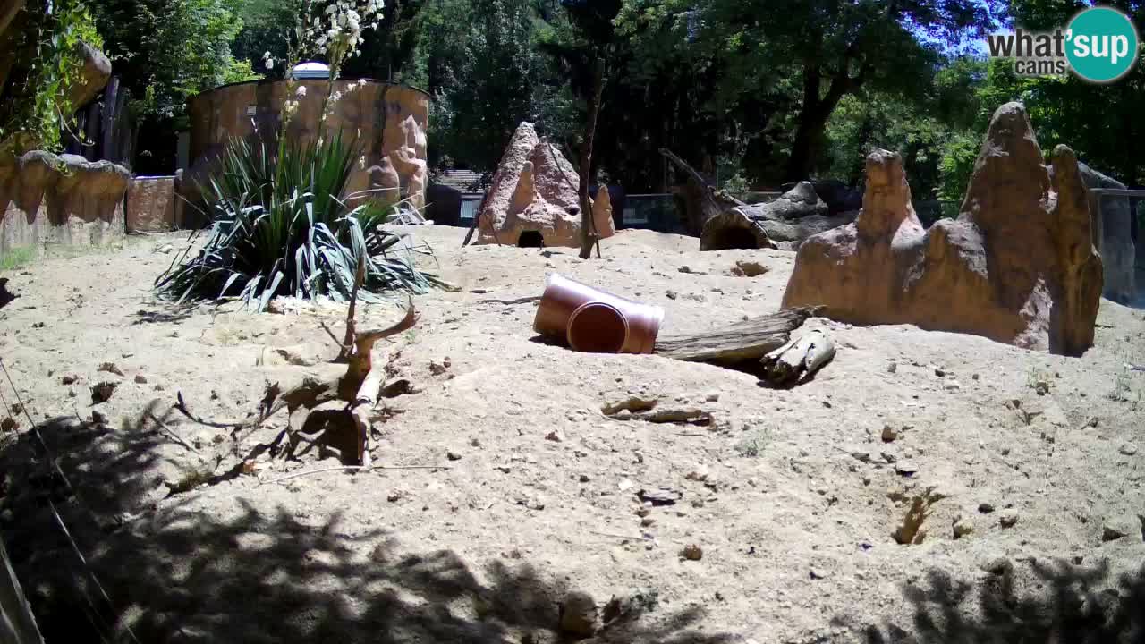 Webcam live Zoo Ljubljana – Suricata