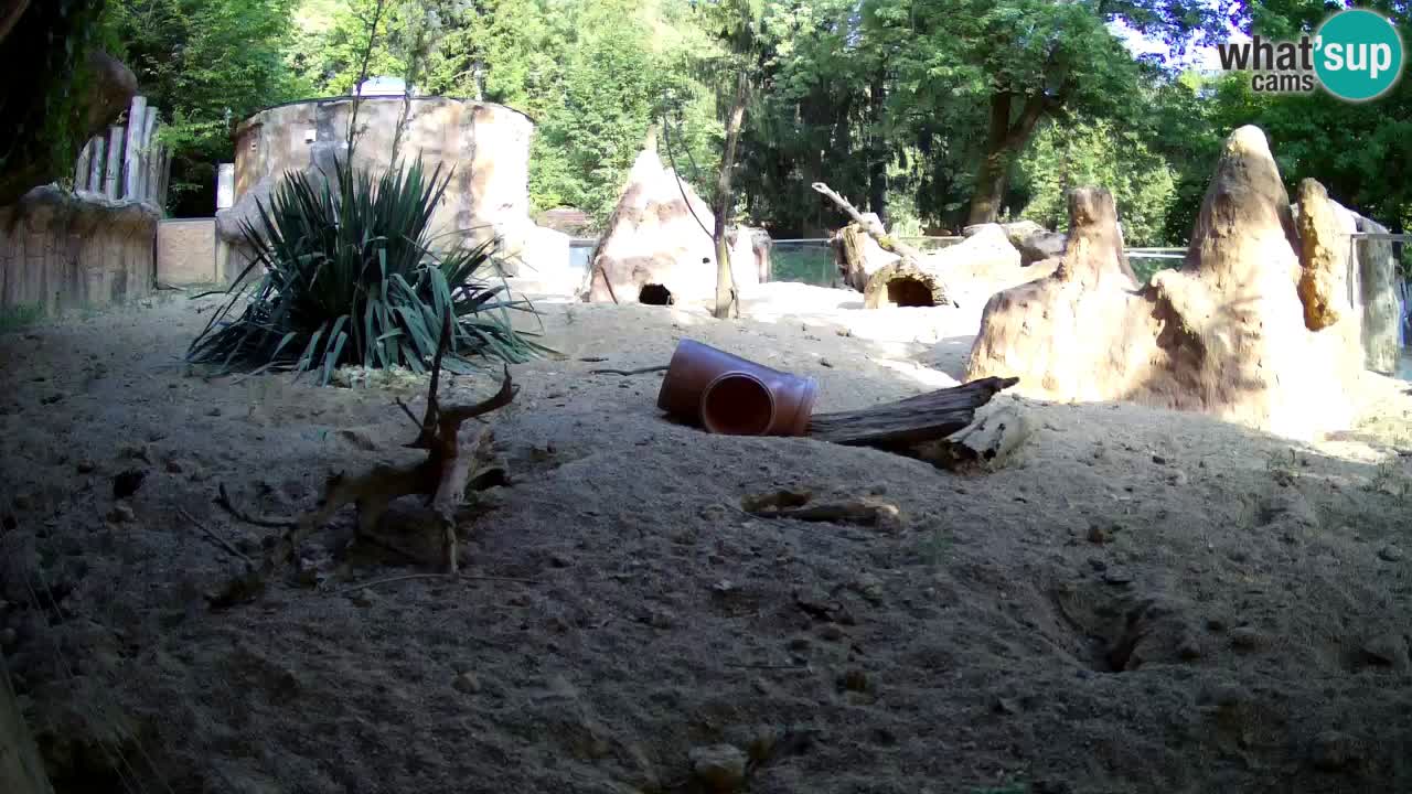 Live cam Zoo Ljubljana – Erdmännchen