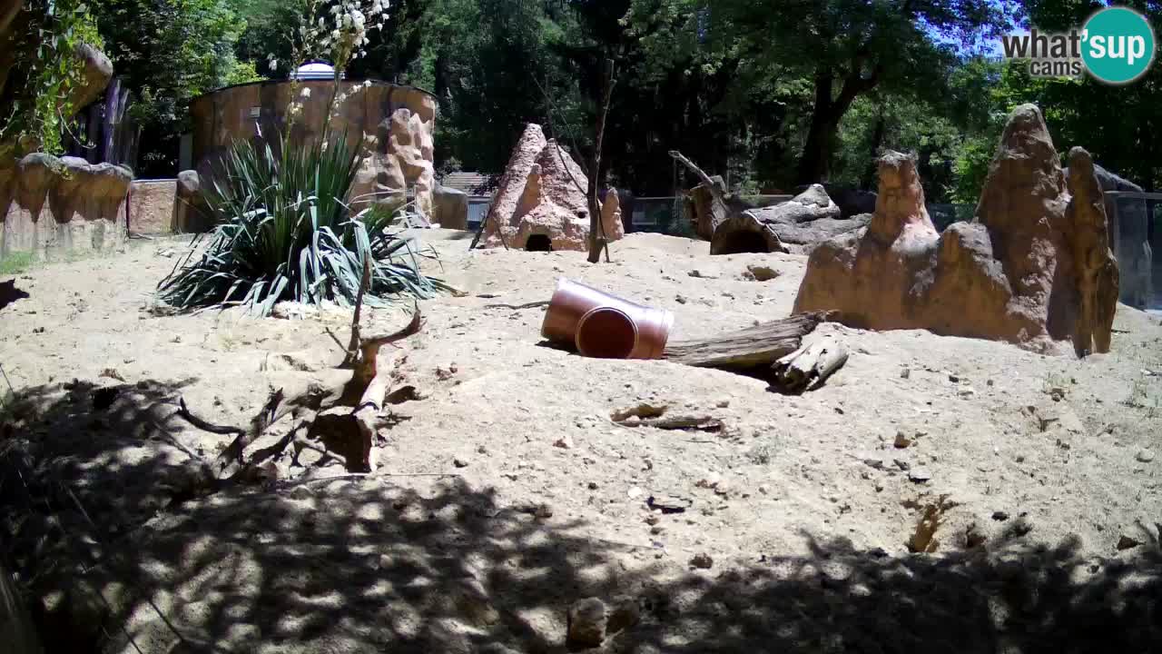 Zoo Ljubljana – Meerkat (Suricata)