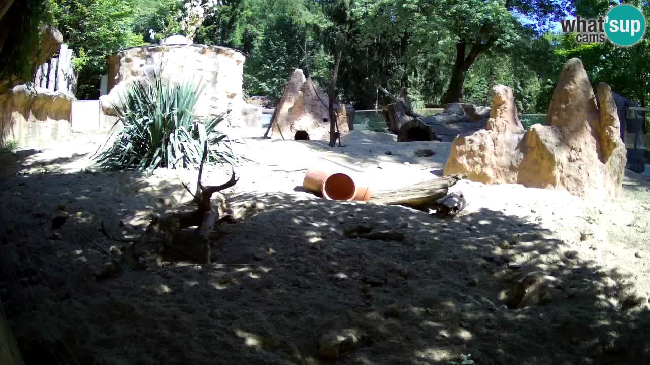 Zoo Ljubljana – Meerkat (Suricata)