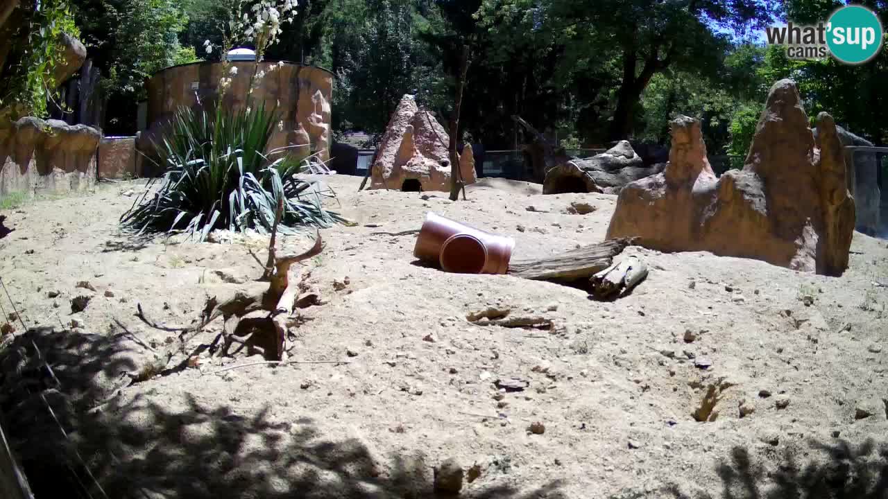 Webcam live Zoo Ljubljana – Suricata