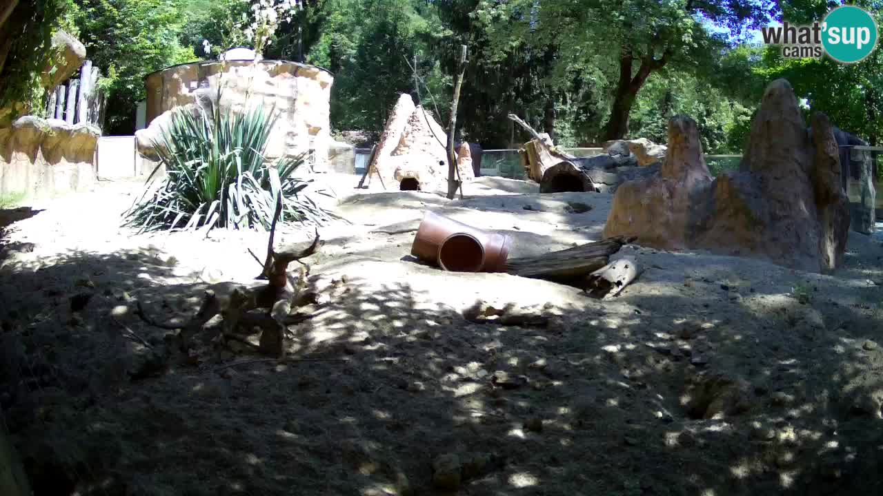 Web kamera Zoo Ljubljana – Merkat
