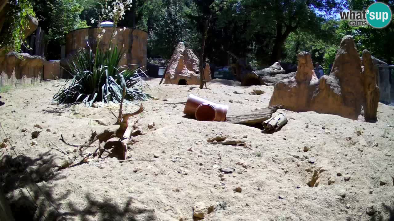 Webcam Zoo Ljubljana – Suricate