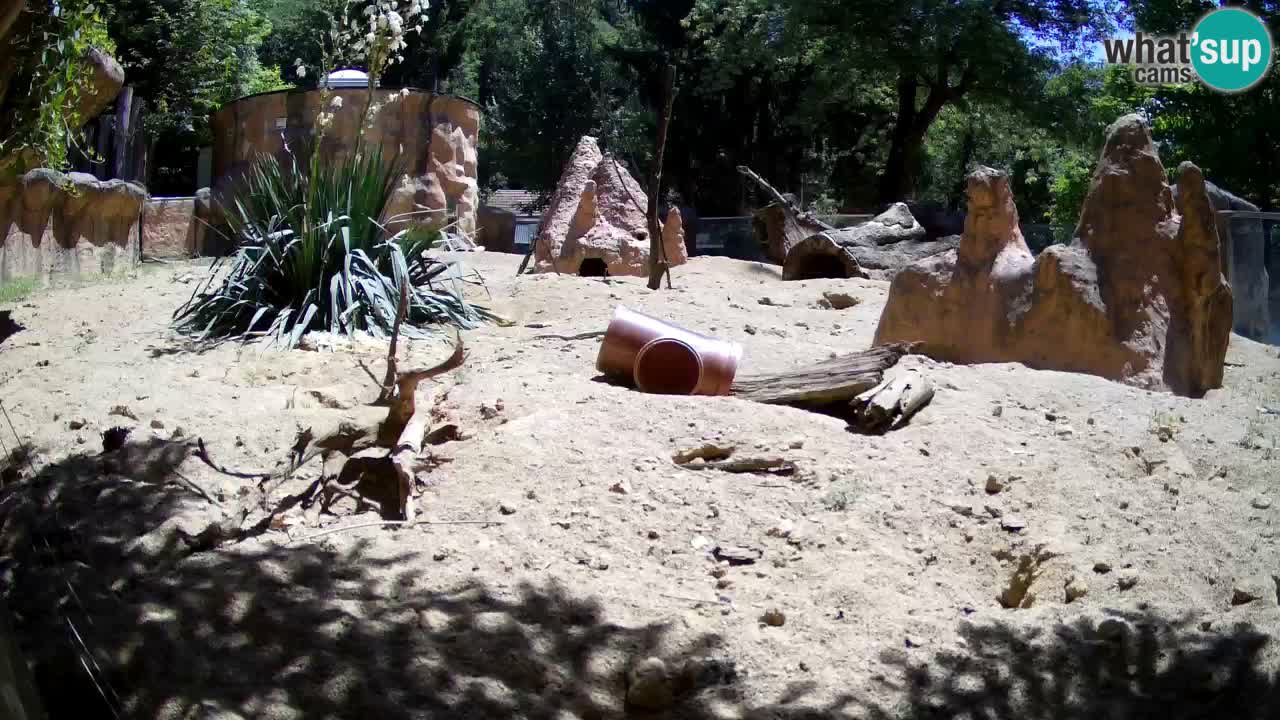 Webcam Zoo Ljubljana – Suricate