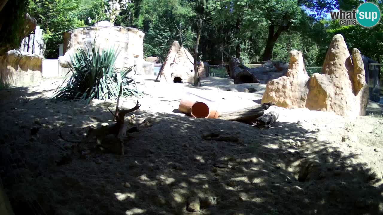 Webcam Zoo Ljubljana – Suricate