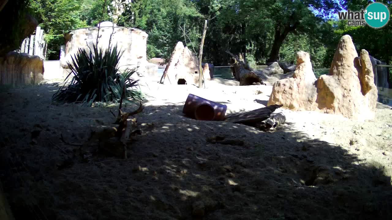 Web kamera Zoo Ljubljana – Merkat