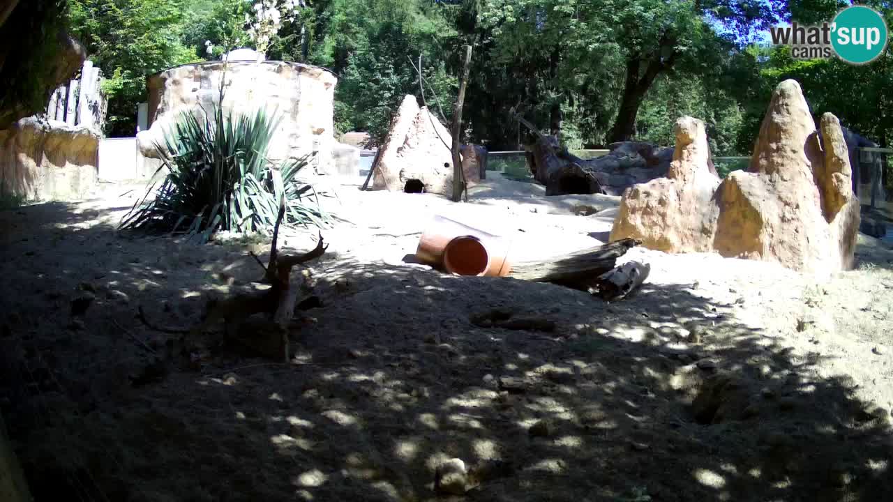 Zoo Ljubljana – Meerkat (Suricata)