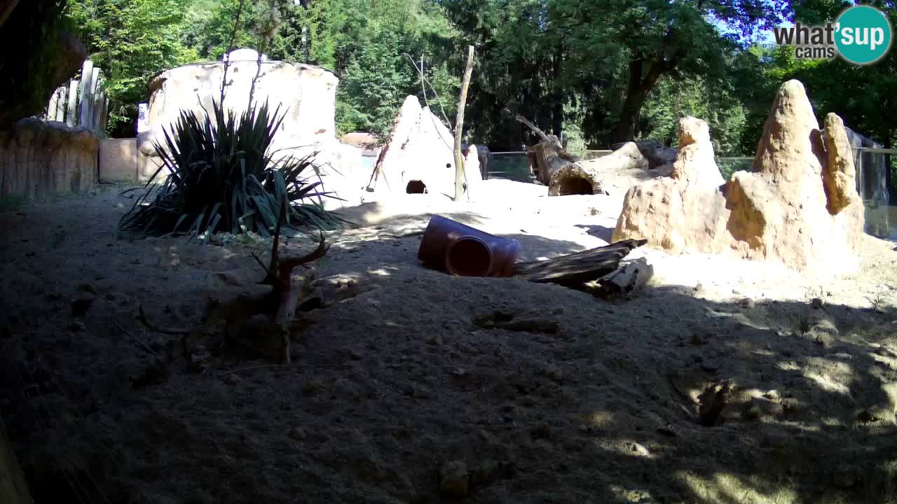 Live cam Zoo Ljubljana – Erdmännchen