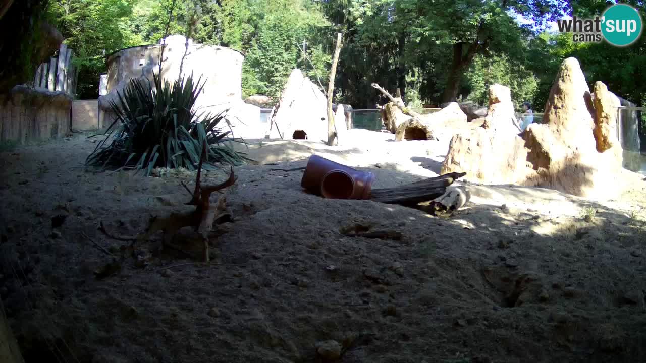 Webcam live Zoo Ljubljana – Suricata