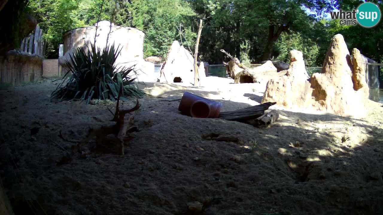 Web kamera Zoo Ljubljana – Merkat