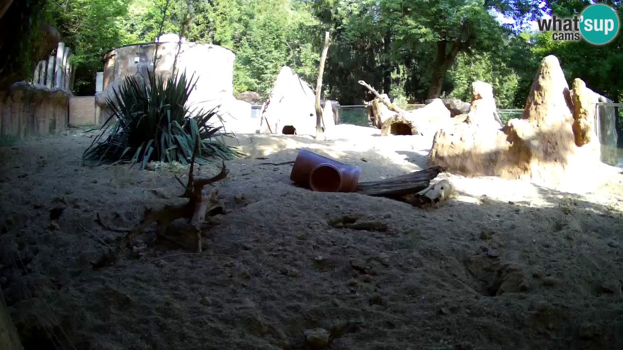 Live cam Zoo Ljubljana – Erdmännchen