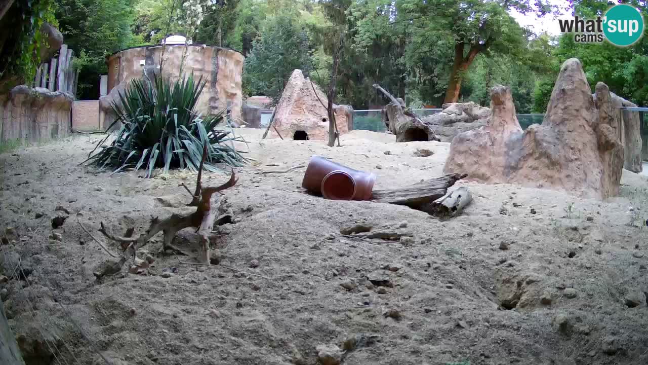 Live cam Zoo Ljubljana – Erdmännchen