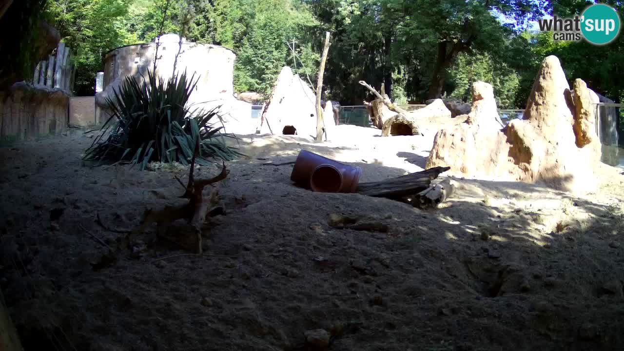 Web kamera Zoo Ljubljana – Merkat