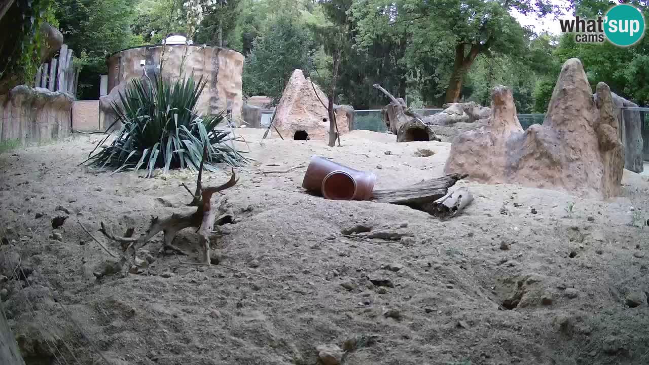 Zoo Ljubljana – Meerkat (Suricata)