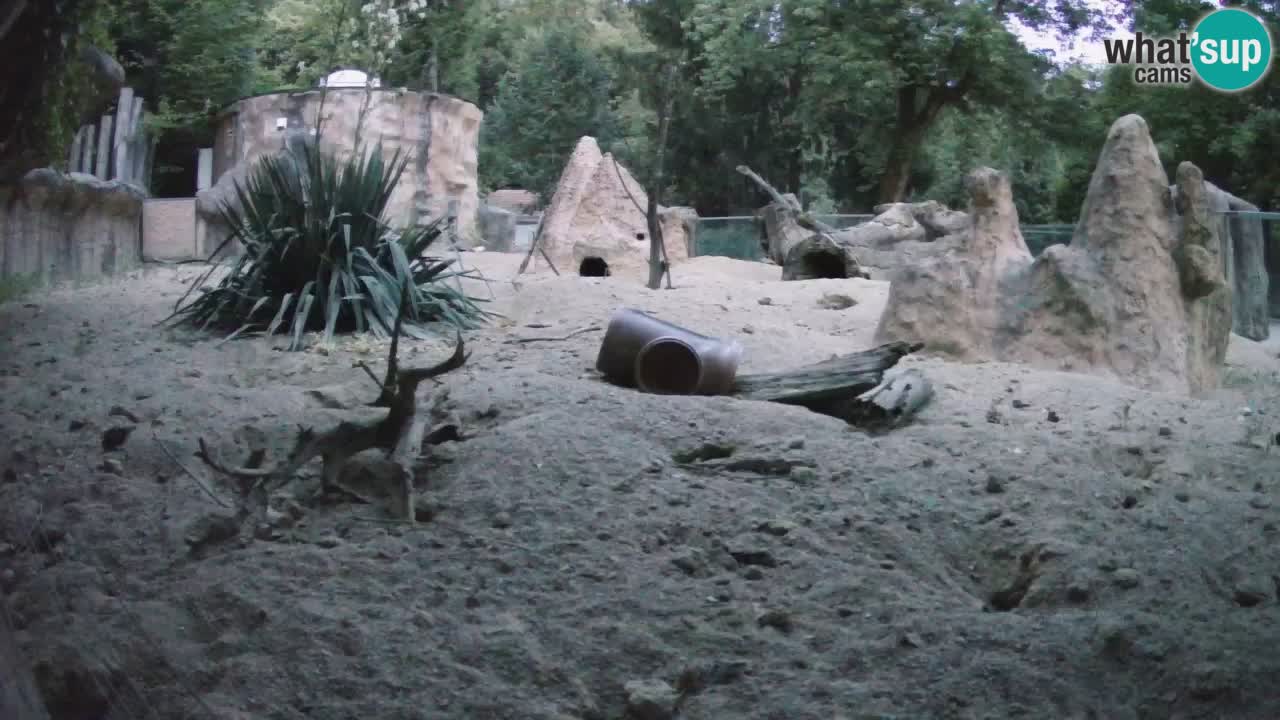 Zoo Ljubljana – Live webcam Meerkat (Suricata)