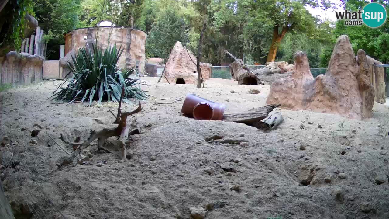 Webcam live Zoo Ljubljana – Suricata