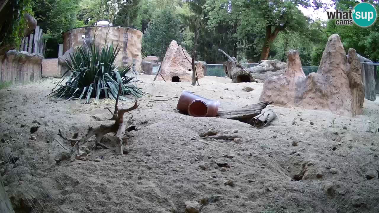 Webcam Zoo Ljubljana – Suricate