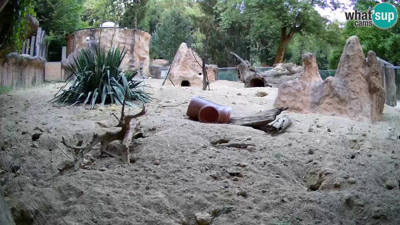 Zoo Ljubljana – Live webcam Meerkat (Suricata)