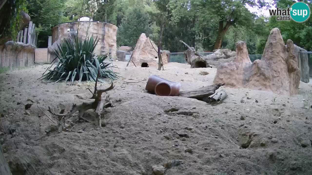 Zoo Ljubljana – Live webcam Meerkat (Suricata)