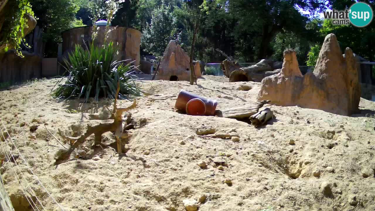Live cam Zoo Ljubljana – Erdmännchen