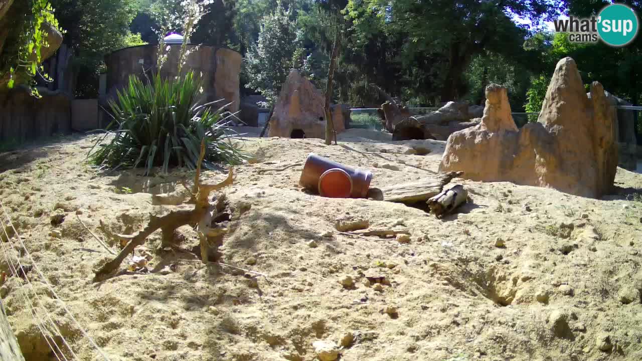 Zoo Ljubljana – Live webcam Meerkat (Suricata)