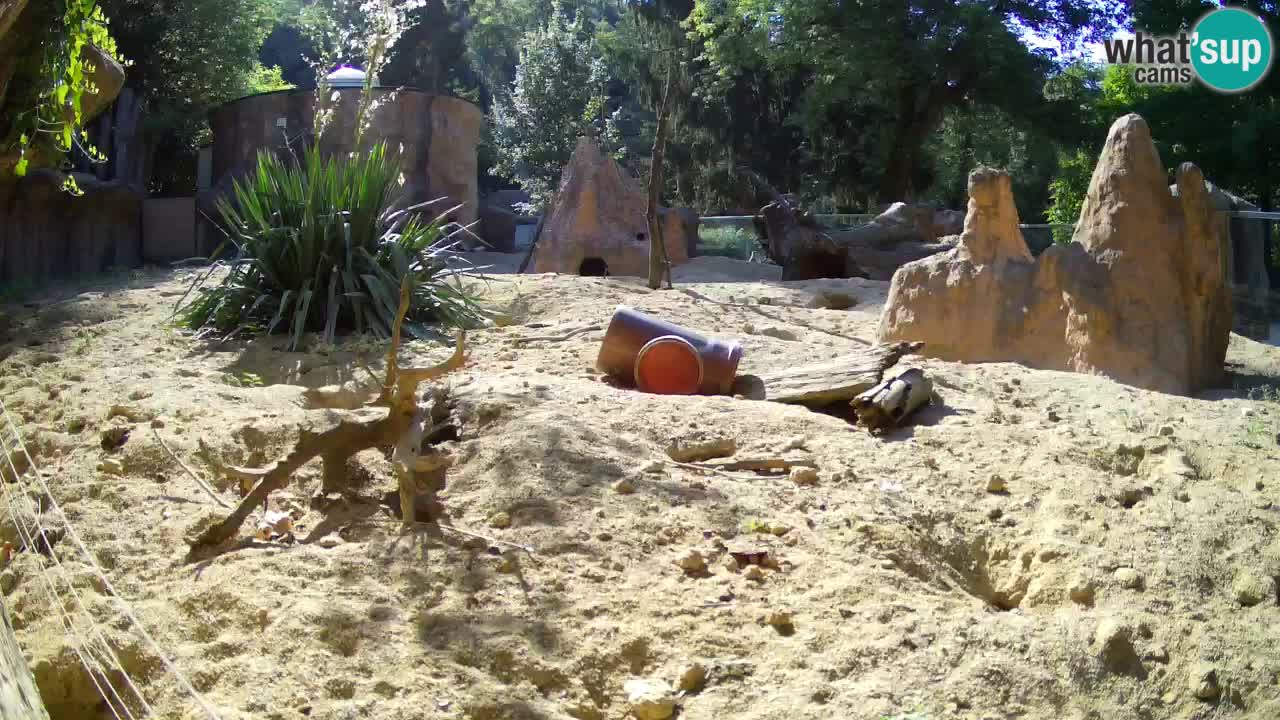 Zoo Ljubljana – Live webcam Meerkat (Suricata)