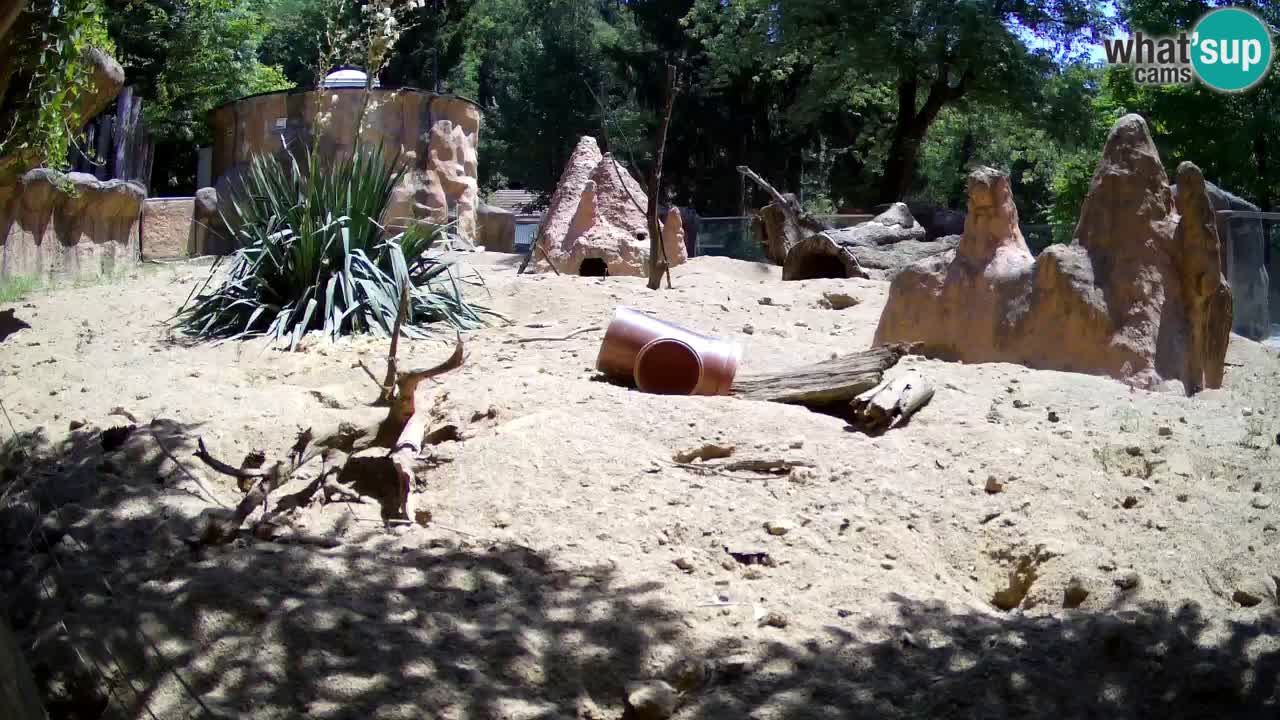 Webcam live Zoo Ljubljana – Suricata