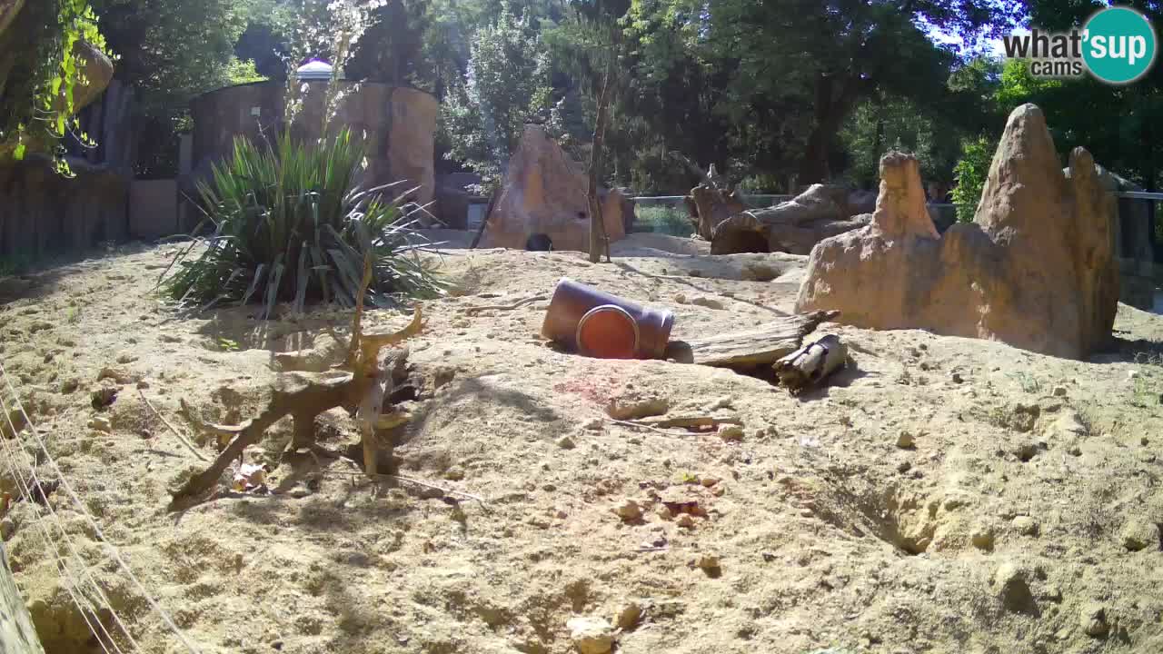 Webcam live Zoo Ljubljana – Suricata