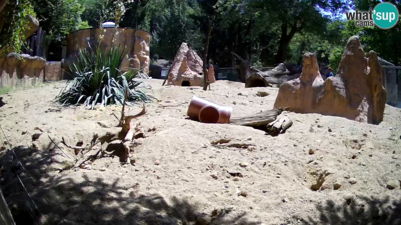 Live cam Zoo Ljubljana – Erdmännchen