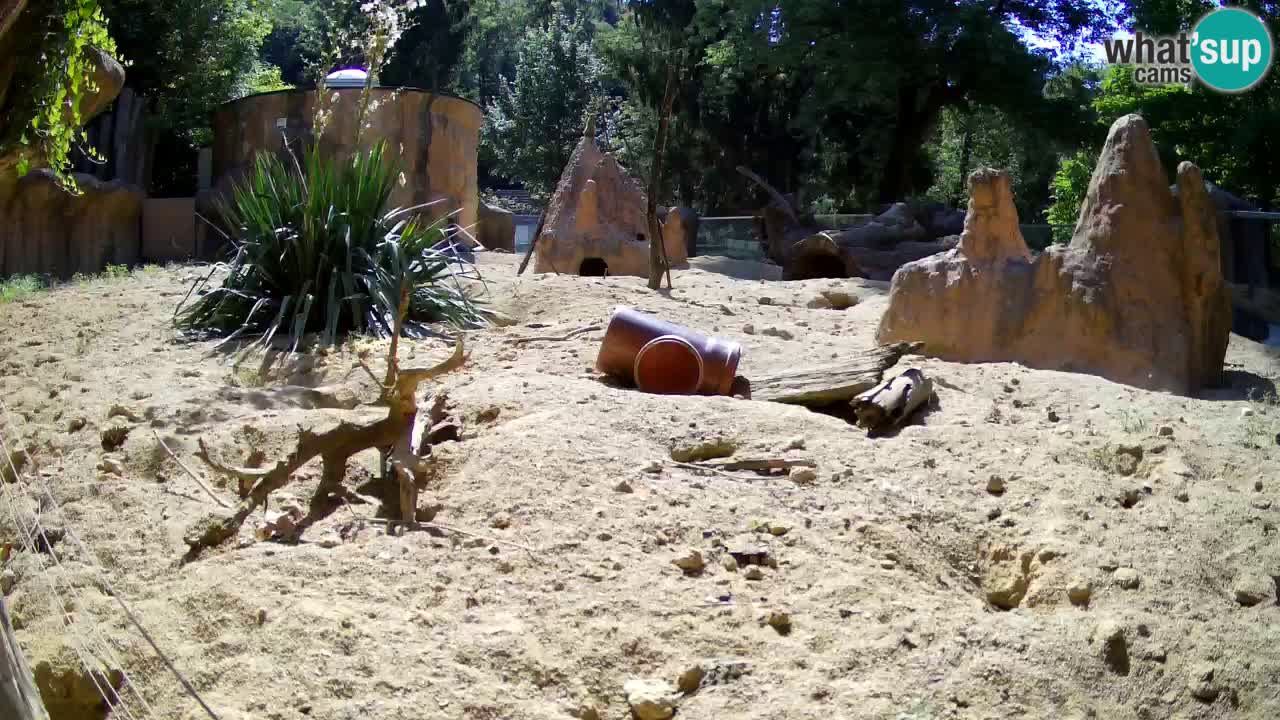 Zoo Ljubljana – Live webcam Meerkat (Suricata)