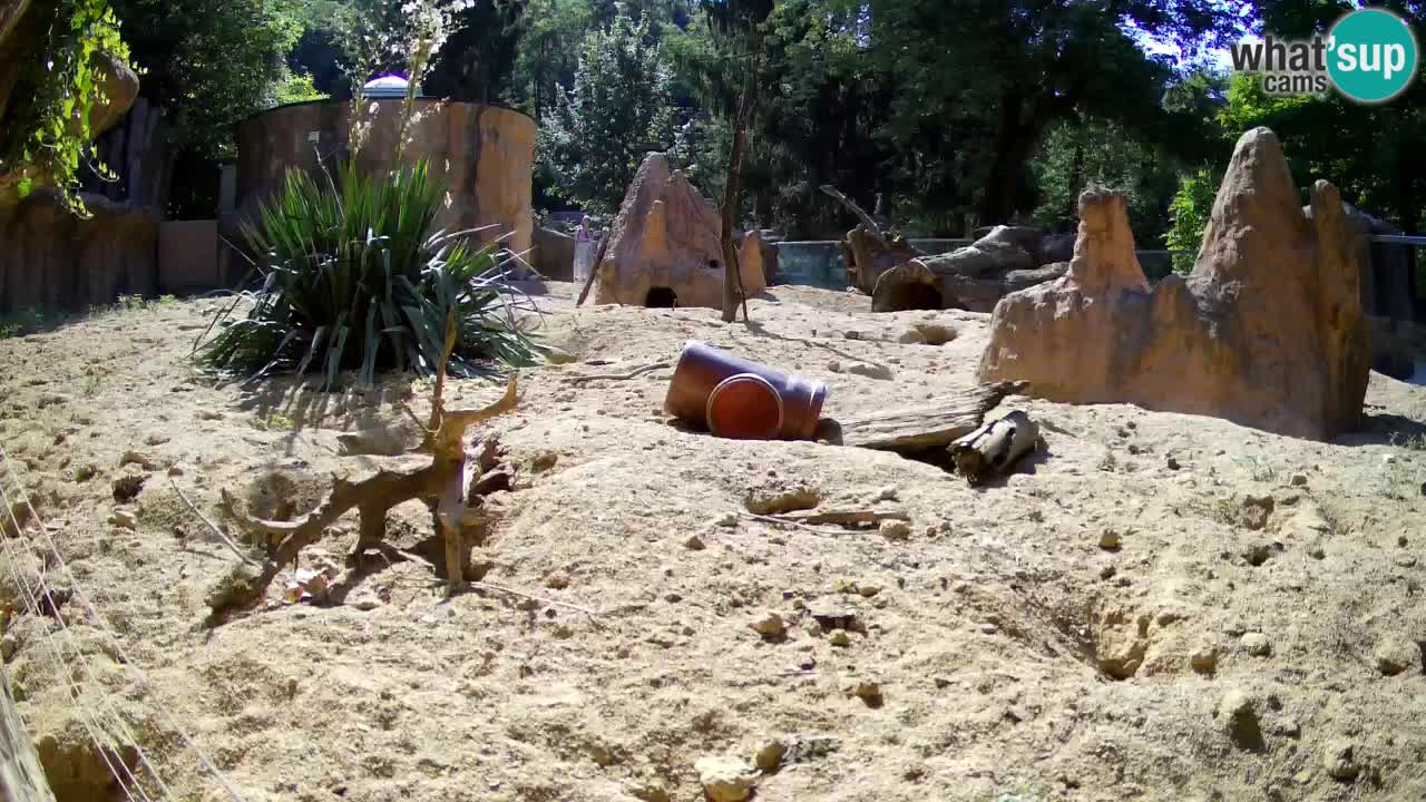 Webcam Zoo Ljubljana – Suricate
