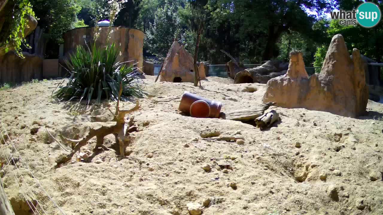 Webcam live Zoo Ljubljana – Suricata