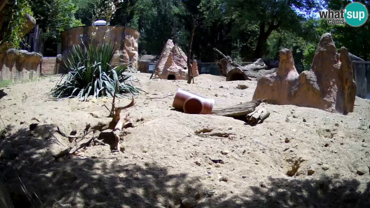Live cam Zoo Ljubljana – Erdmännchen