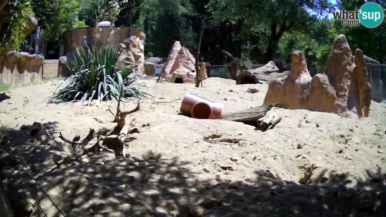 Webcam live Zoo Ljubljana – Suricata