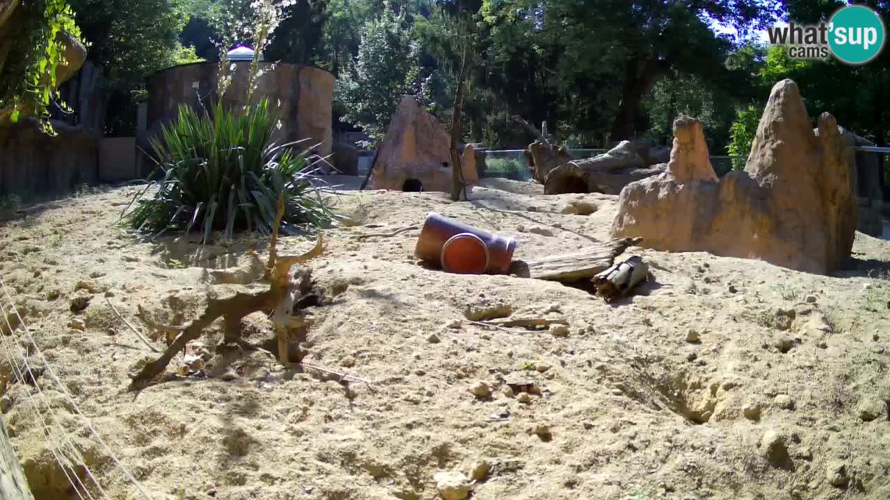 Webcam live Zoo Ljubljana – Suricata