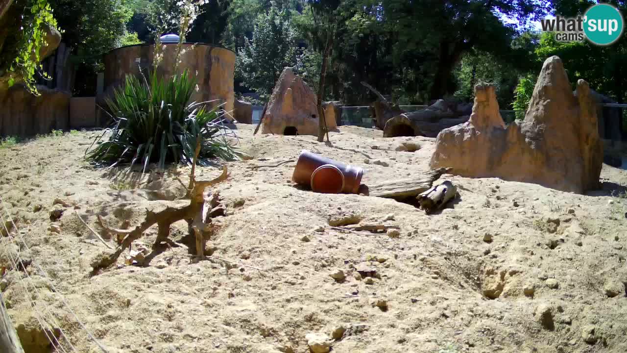 Live cam Zoo Ljubljana – Erdmännchen