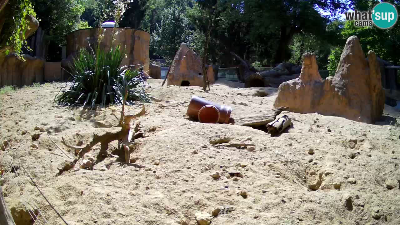 Live cam Zoo Ljubljana – Erdmännchen